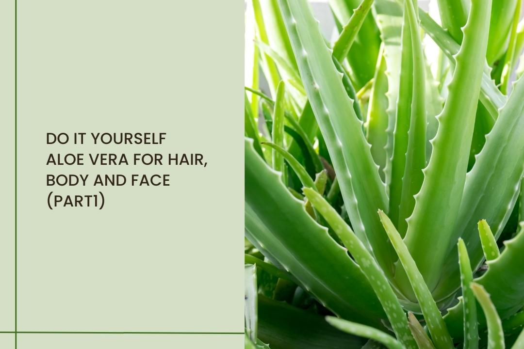 Do It Yourself- Aloe vera for hair, body and face (Part 1)  Curl Care